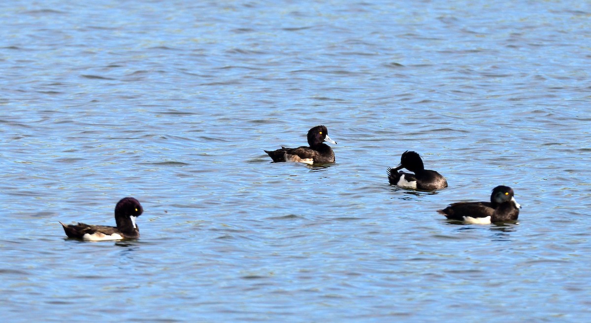 Tufted Duck - ML611836444