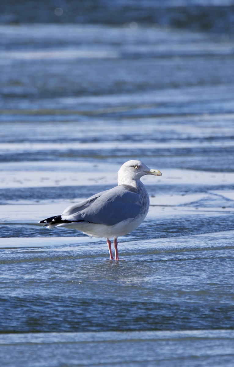 Herring Gull - ML611836446