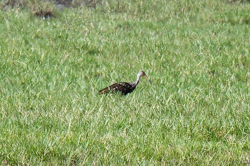 Limpkin - ML611836565