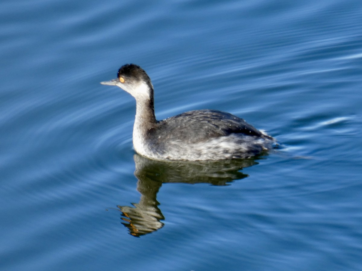 Eared Grebe - ML611836600