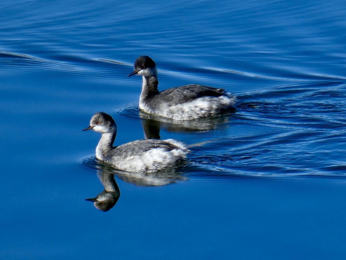 Eared Grebe - ML611836601