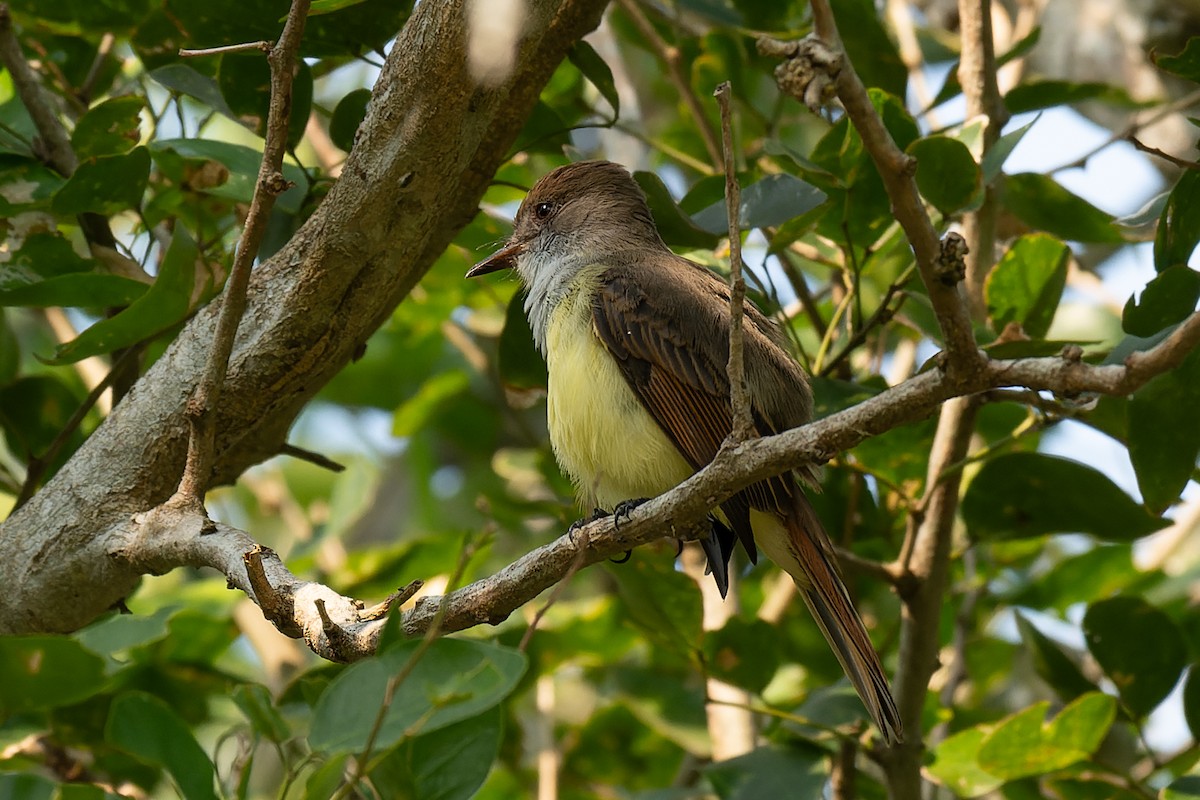 Dusky-capped Flycatcher - David Eberly