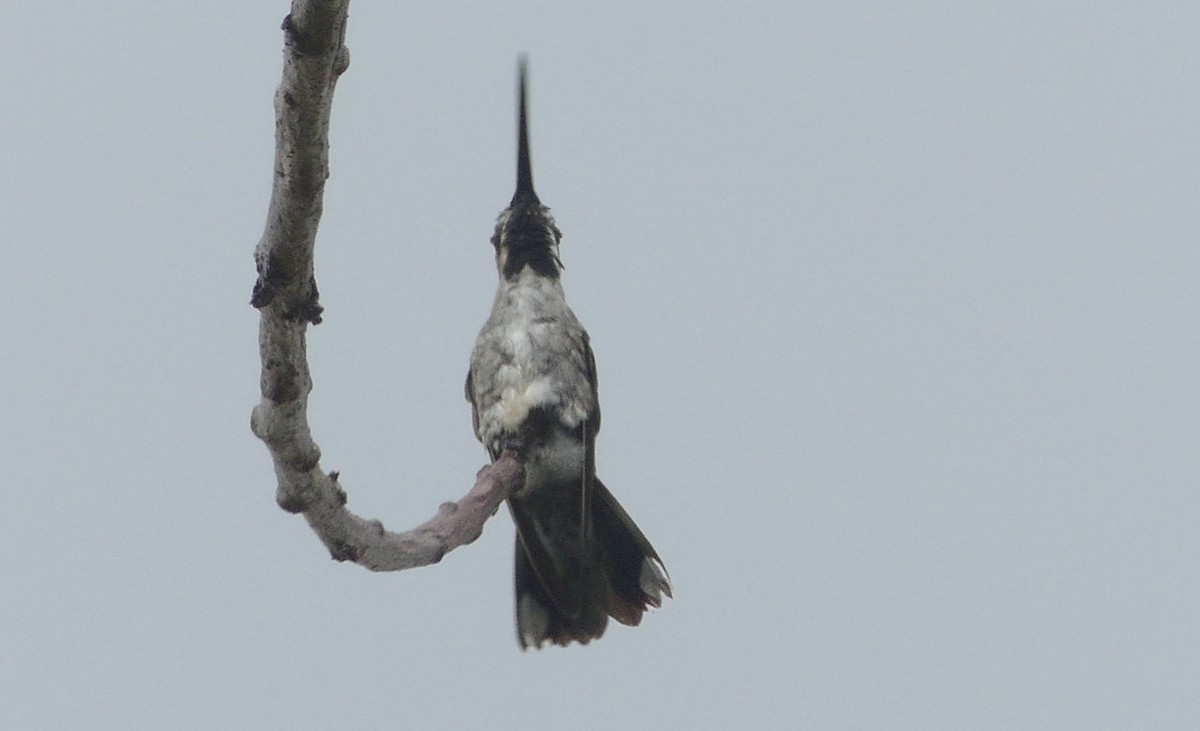 Long-billed Starthroat - ML611836699