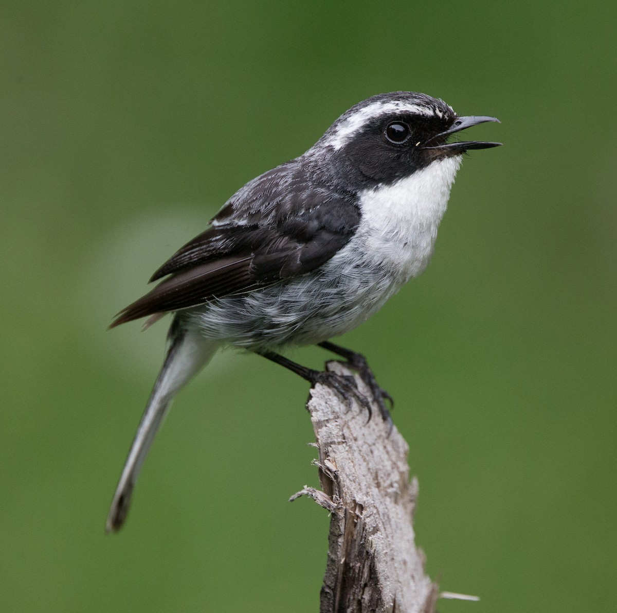 Gray Bushchat - ML611836714