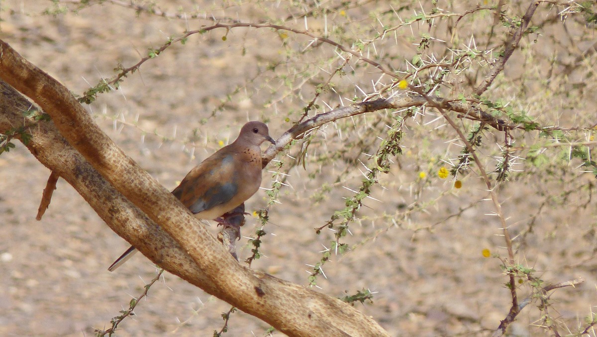 Laughing Dove - ML611836715