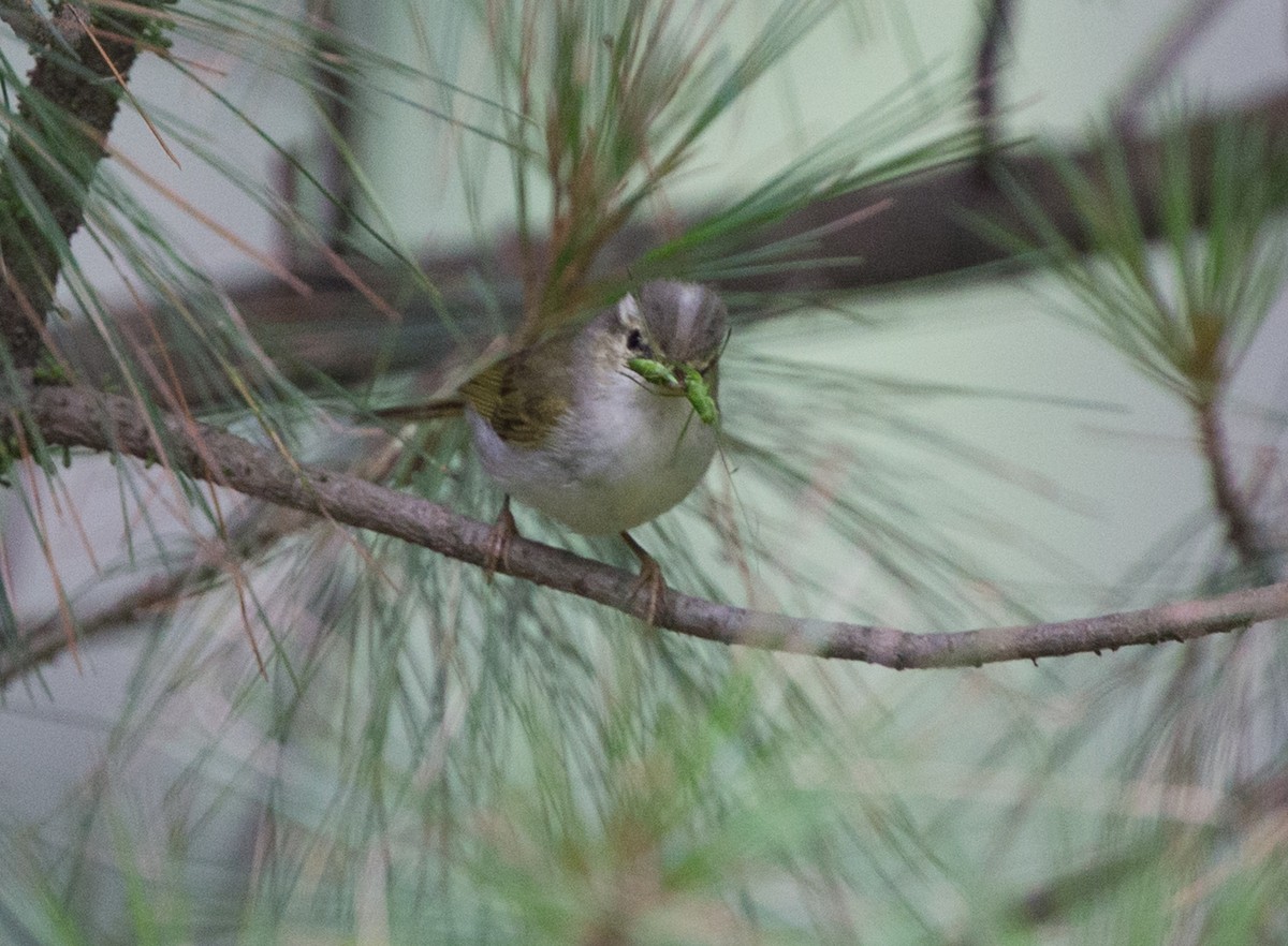 Western Crowned Warbler - ML611836731