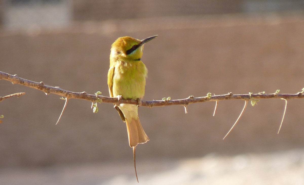 African Green Bee-eater - ML611836811