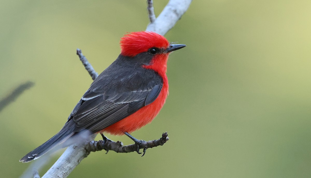 Vermilion Flycatcher - Pavel Parkhaev