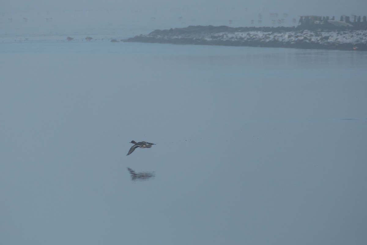 Eurasian Wigeon - ML611836854