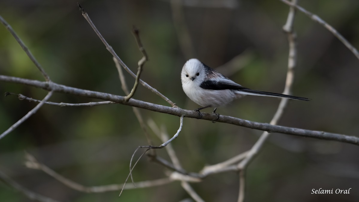 Long-tailed Tit (caudatus) - ML611836869