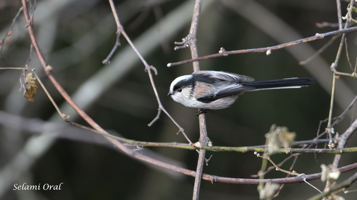 Long-tailed Tit (europaeus Group) - ML611836886