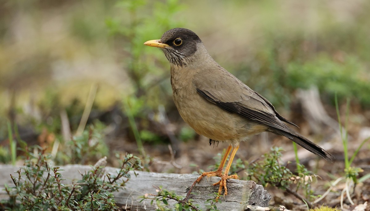 Austral Thrush - ML611836962