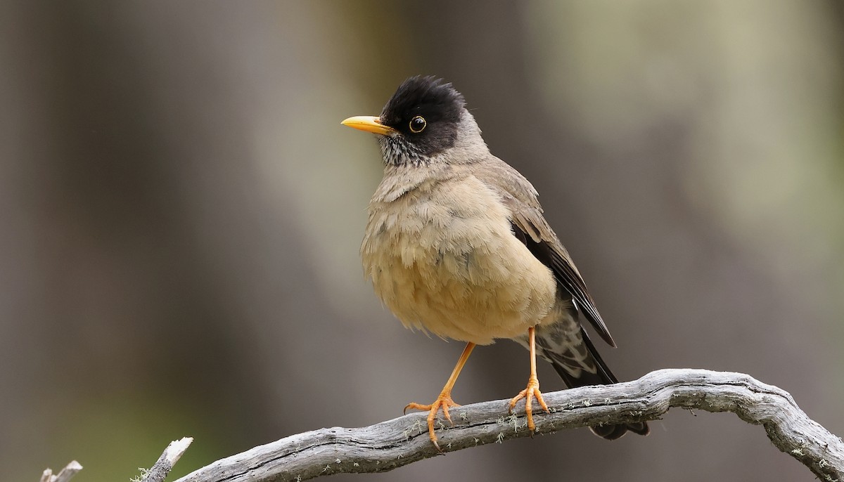 Austral Thrush - ML611836963