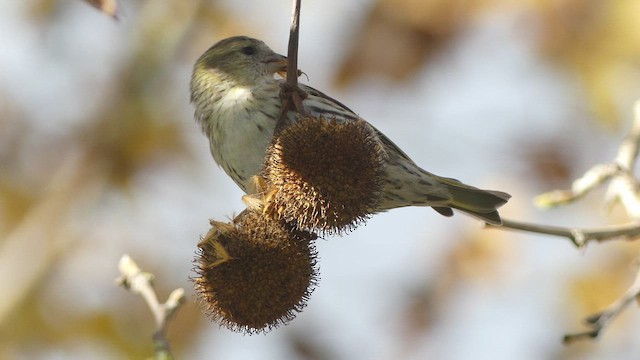 Eurasian Siskin - ML611837030