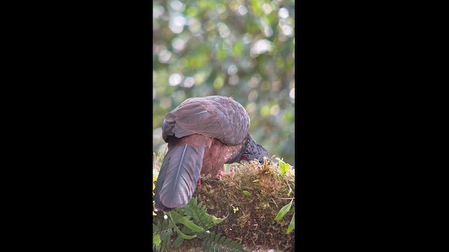 Andean Guan - ML611837035