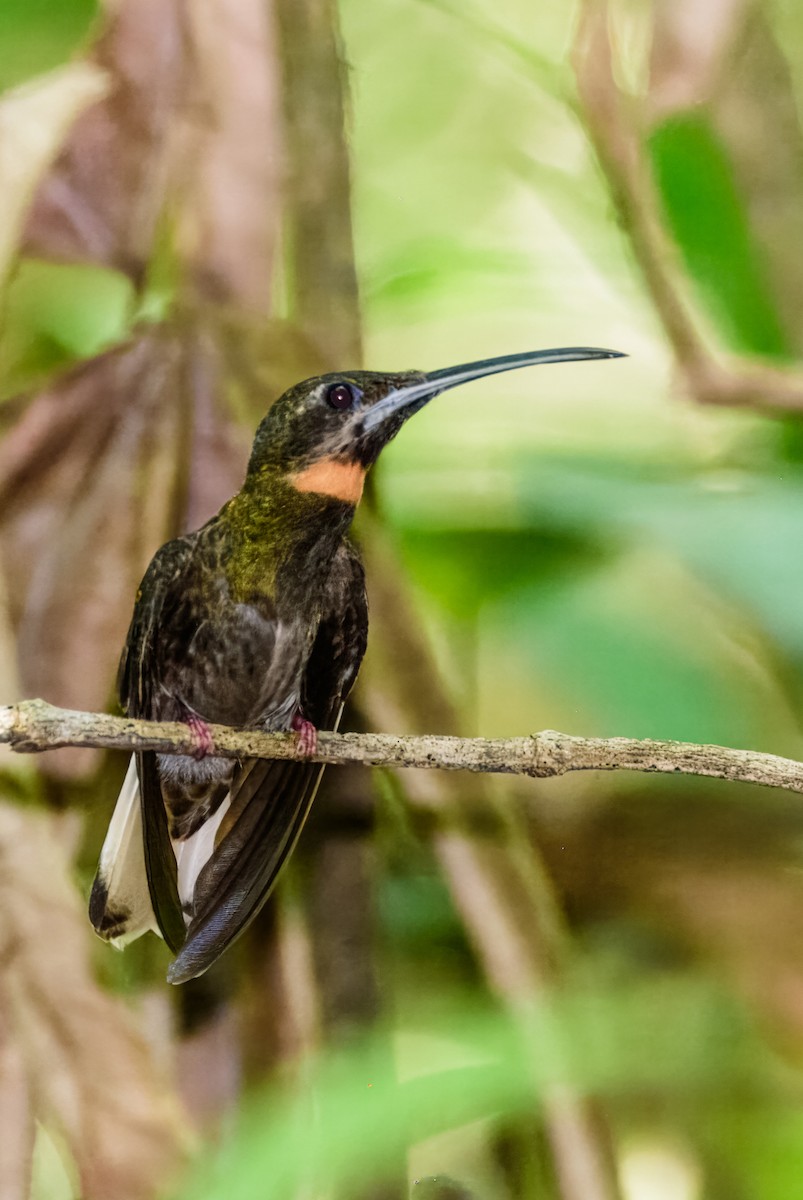 Pale-tailed Barbthroat - Ralph Hatt