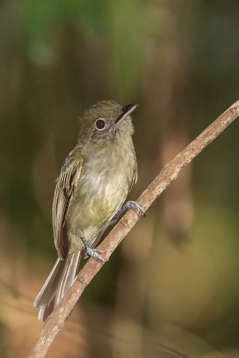 Eastern Olivaceous Flatbill - ML611837086