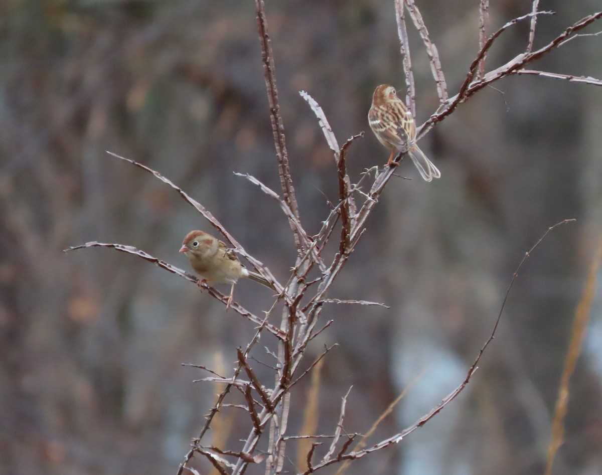 Field Sparrow - ML611837125