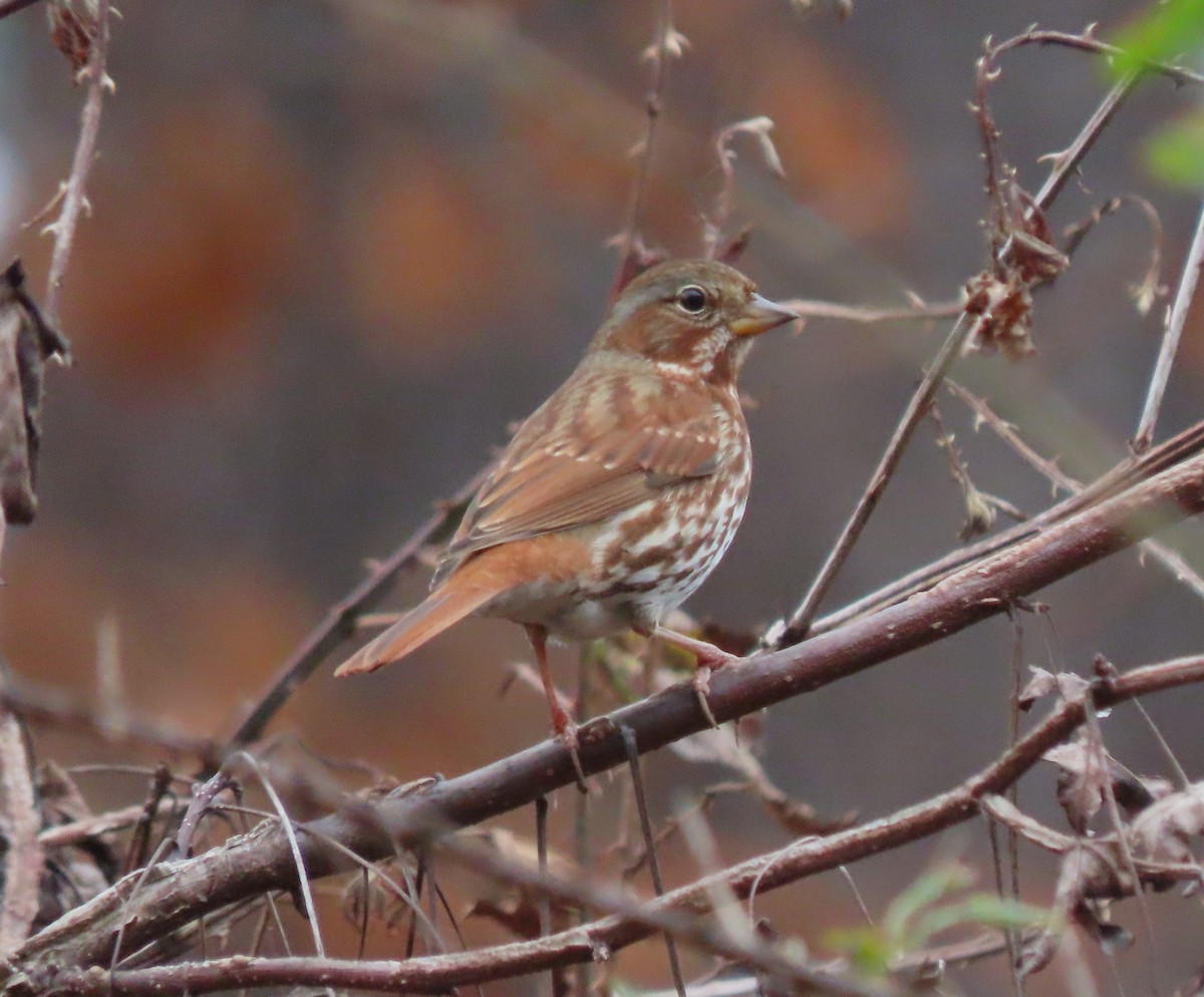 Fox Sparrow - ML611837135