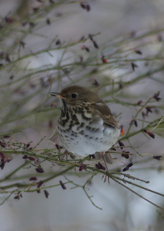 Hermit Thrush - Francine Claveau