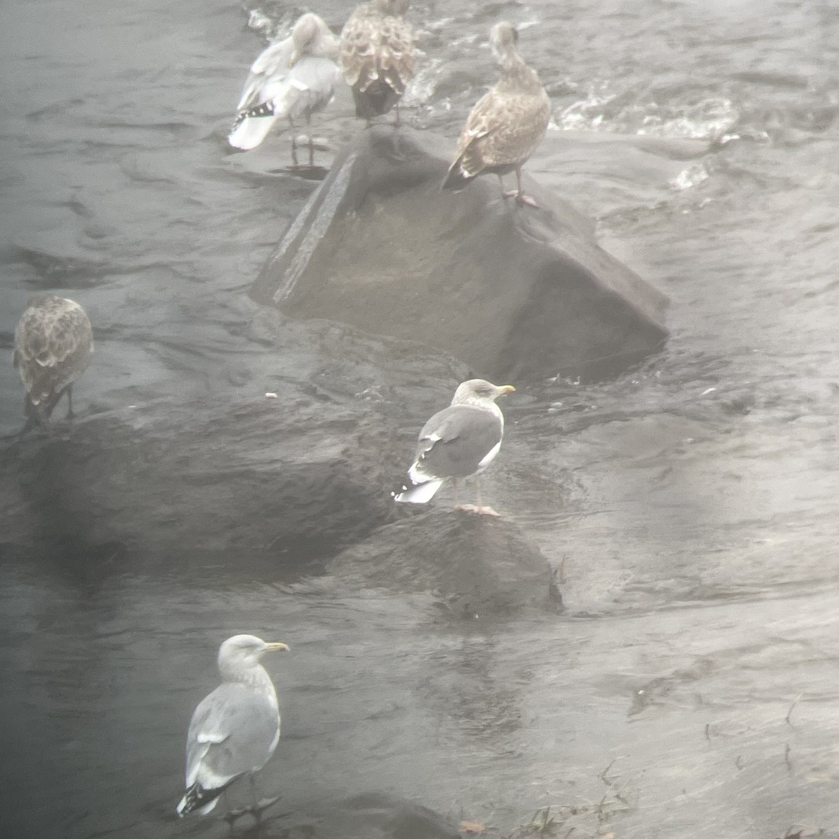 Herring x Lesser Black-backed Gull (hybrid) - ML611837186