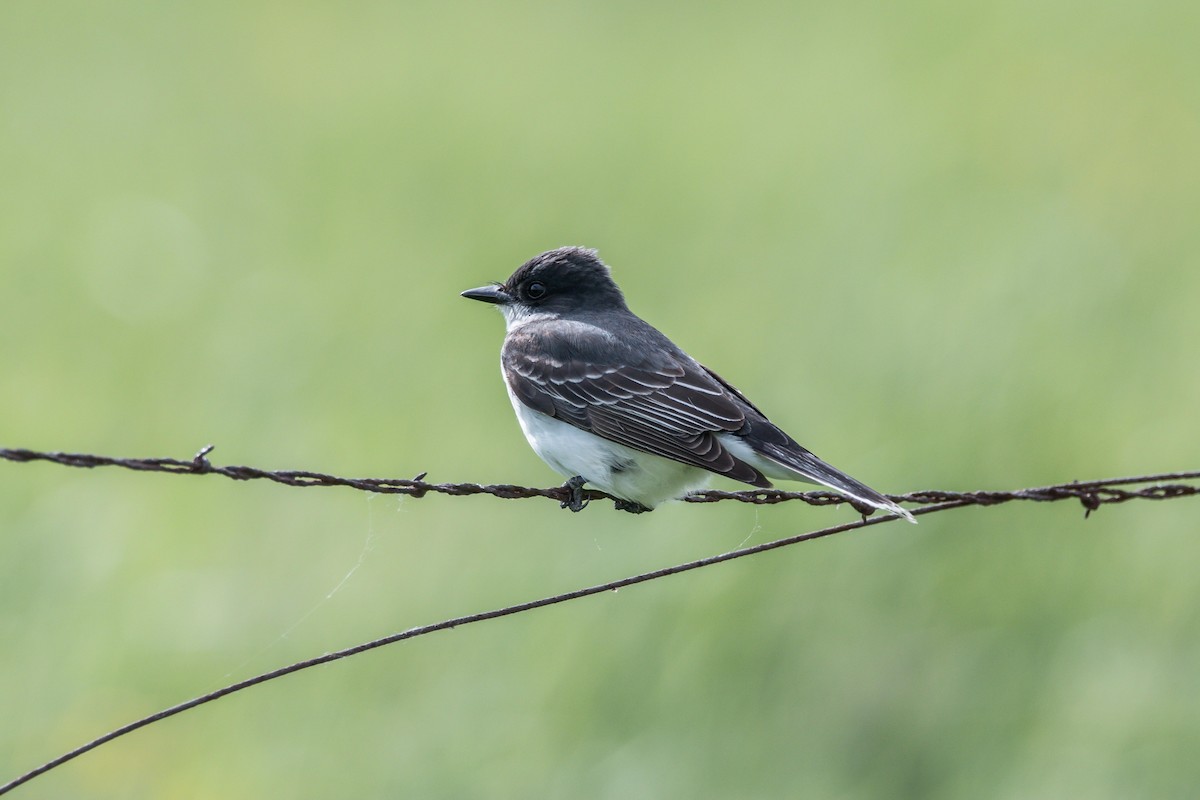 Eastern Kingbird - Barry Lyons