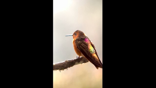 kolibřík duhovohřbetý - ML611837212