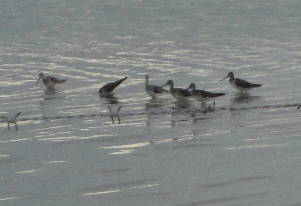 Greater Yellowlegs - Hector C. Cruzado