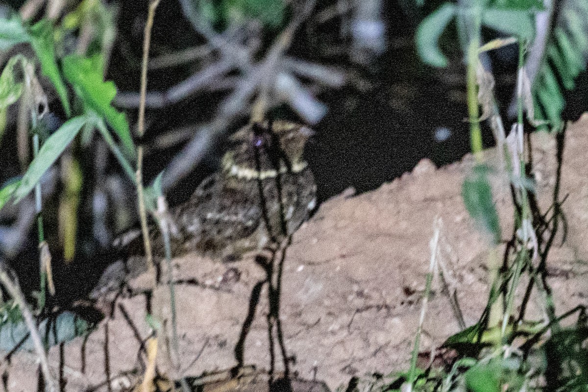 Rufous Nightjar (South American) - ML611837262