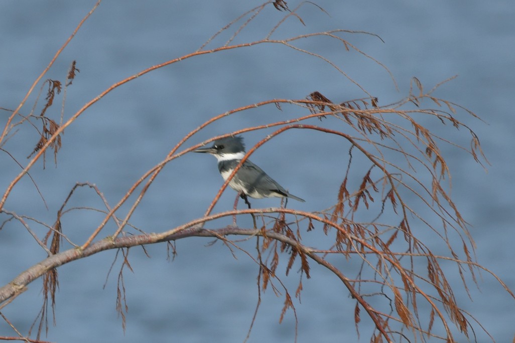 Belted Kingfisher - ML611837291
