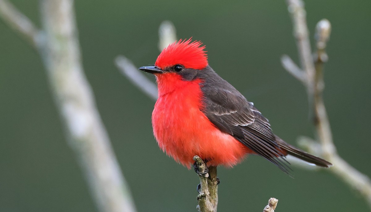 Vermilion Flycatcher - Pavel Parkhaev