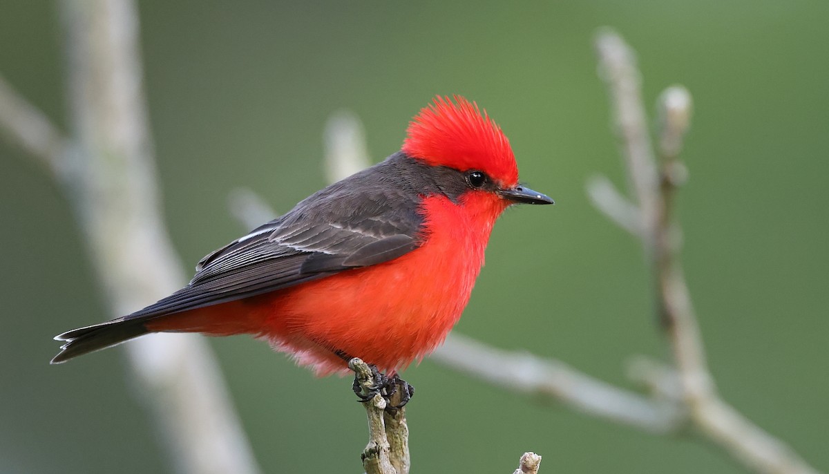 Vermilion Flycatcher - ML611837315