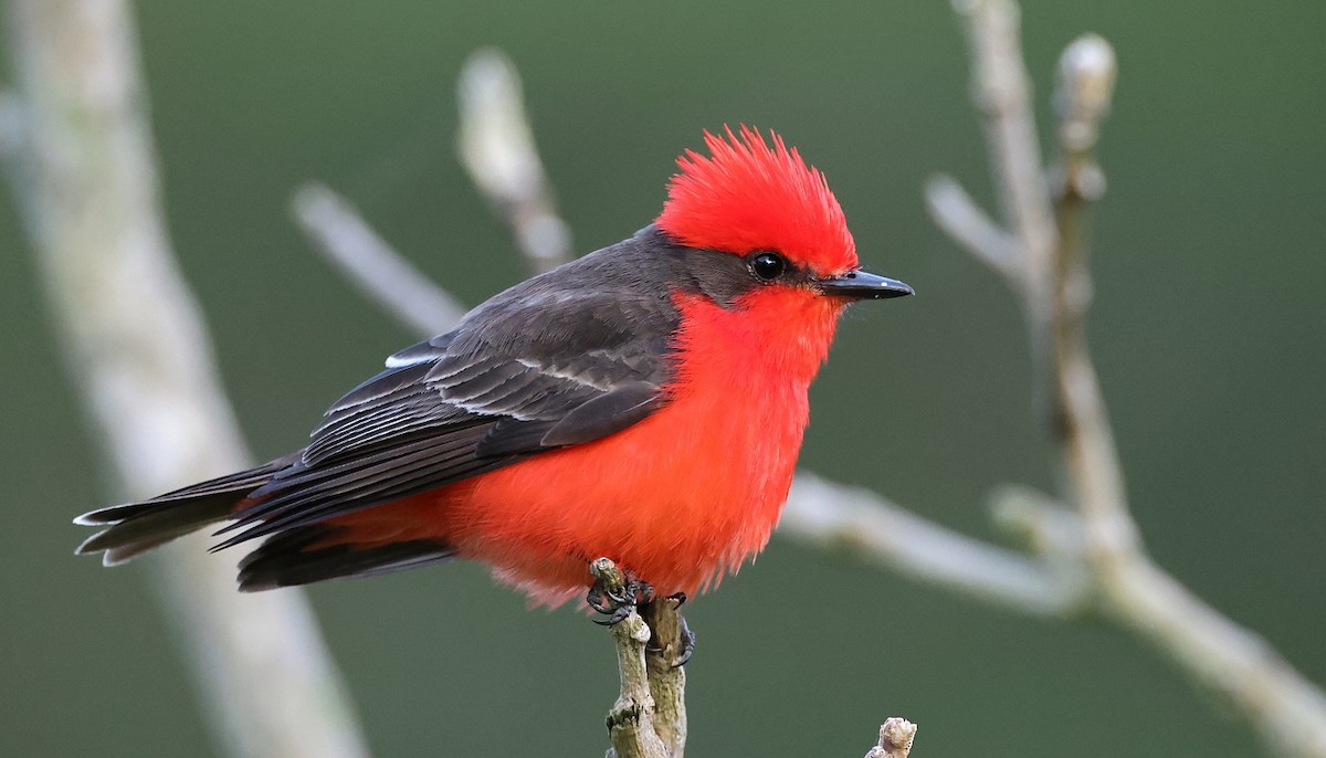 Vermilion Flycatcher - Pavel Parkhaev