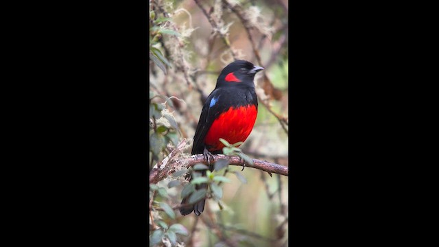 Scarlet-bellied Mountain Tanager - ML611837384