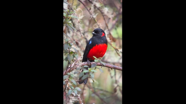 Tangara Ventriescarlata - ML611837385