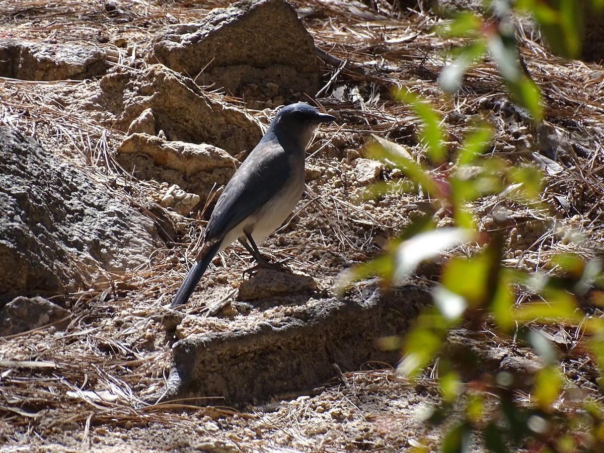 Mexican Jay - ML611837398