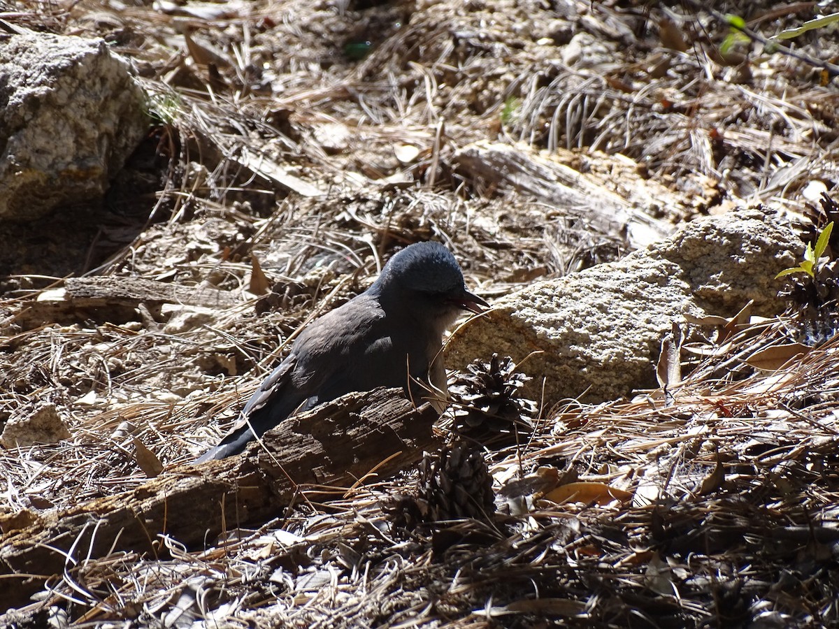 Mexican Jay - ML611837399
