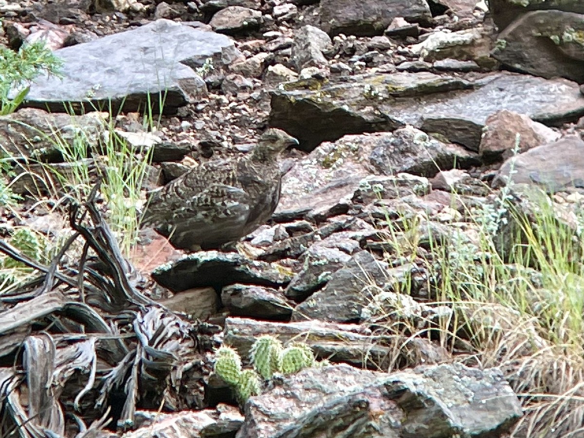 Dusky Grouse - ML611837447