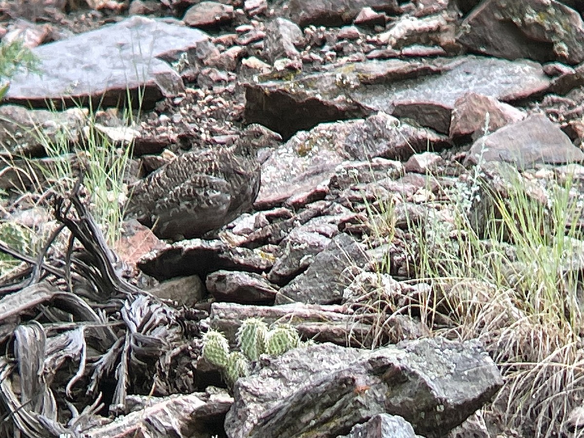 Dusky Grouse - ML611837448