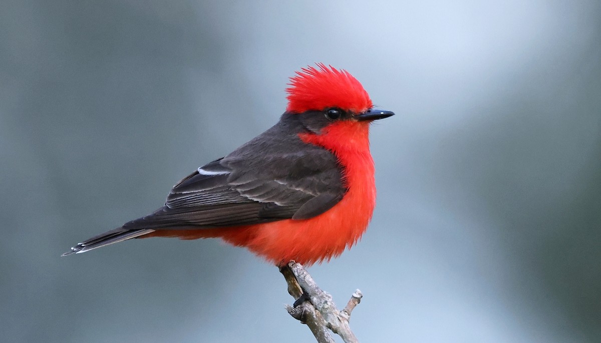 Vermilion Flycatcher - ML611837462