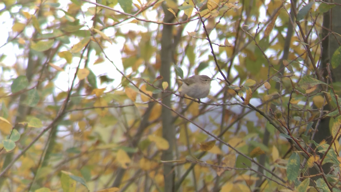 Common Chiffchaff (Siberian) - ML611837485