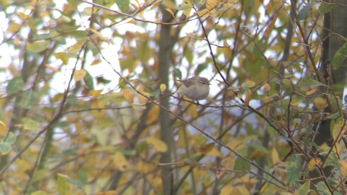 Common Chiffchaff (Siberian) - ML611837487