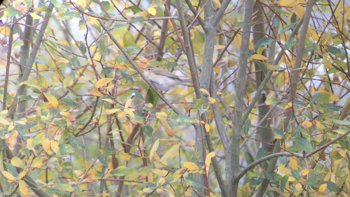 Common Chiffchaff (Siberian) - ML611837488