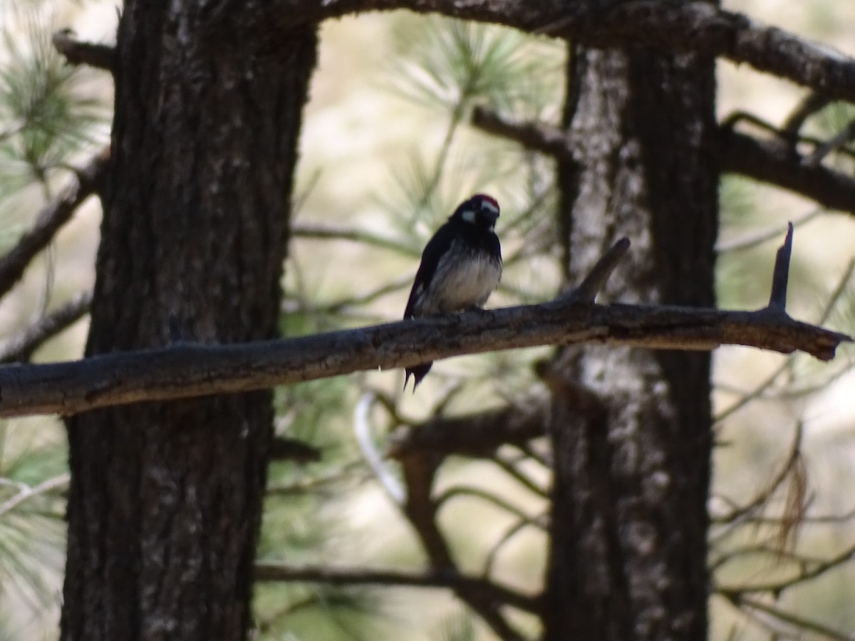 Acorn Woodpecker - ML611837551
