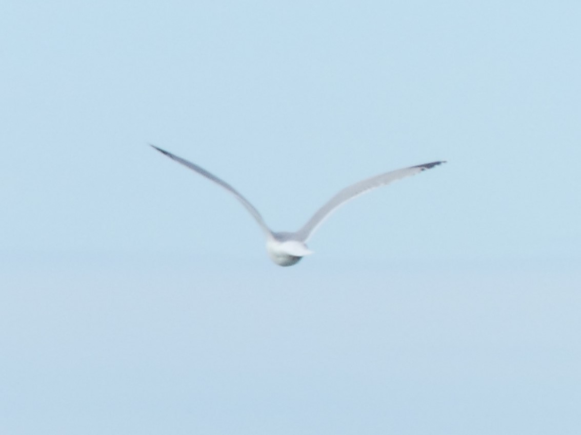 Gaviota Argéntea Europea - ML611837573