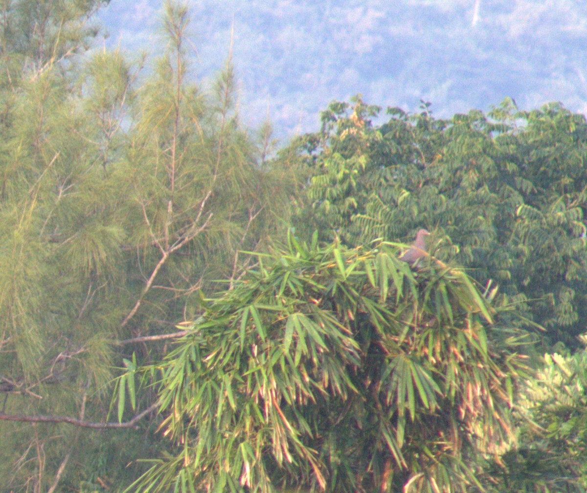 Red-billed Pigeon - Maria Del Pozo