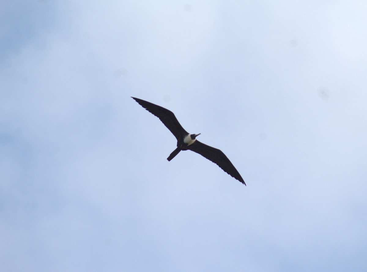 Magnificent Frigatebird - ML611837592