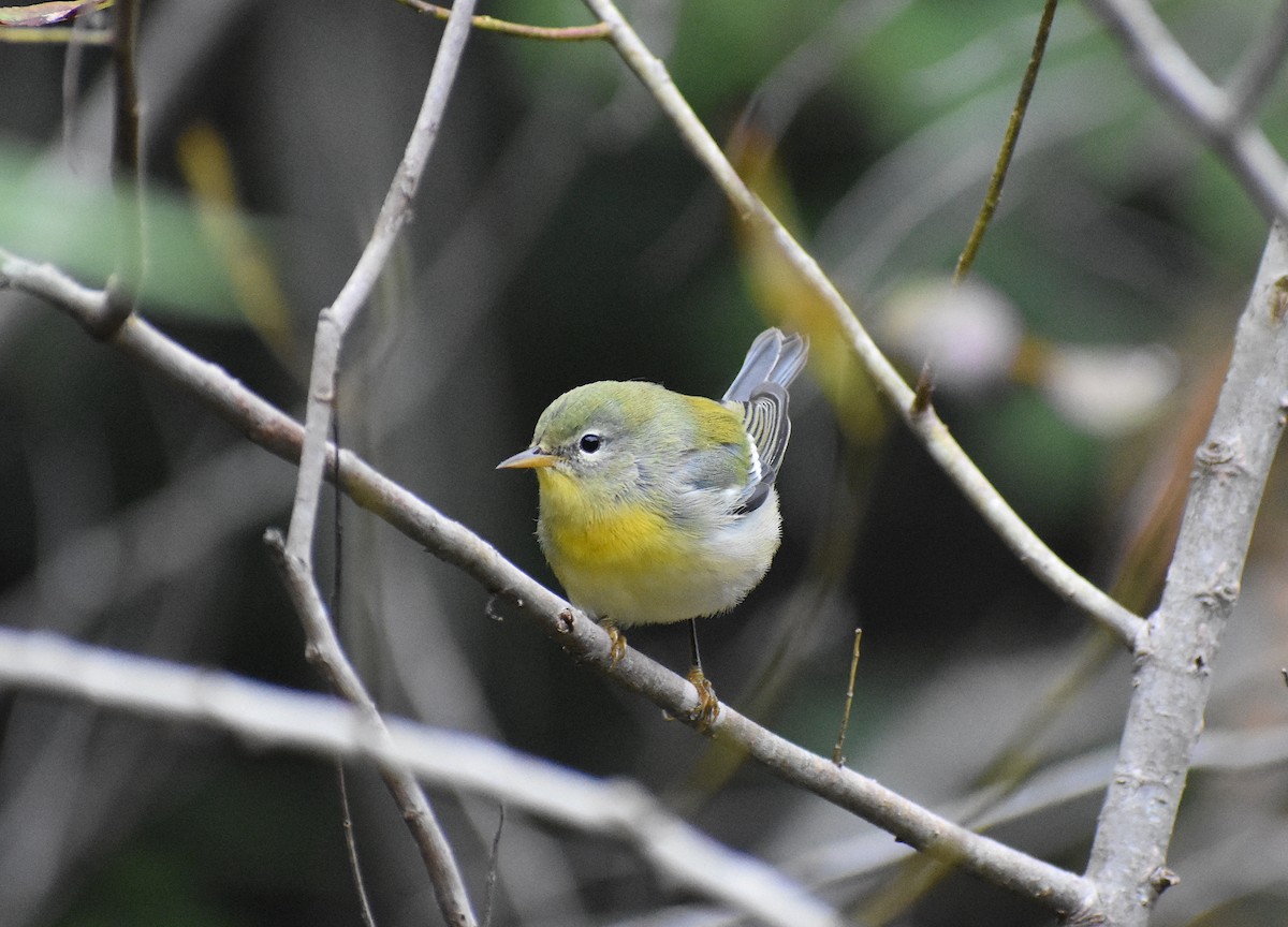 Northern Parula - ML611837618