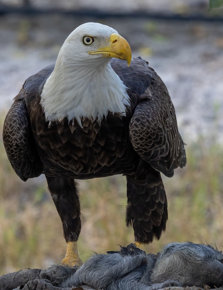 Bald Eagle - ML611837628