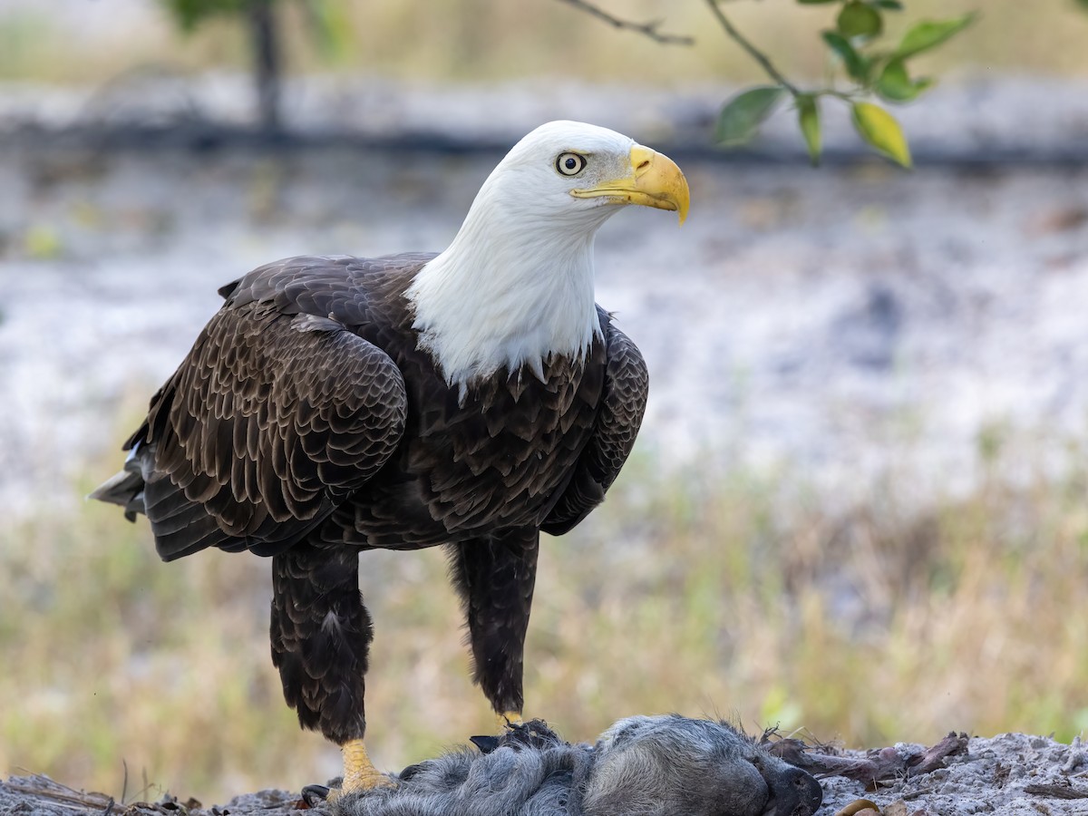 Bald Eagle - ML611837629